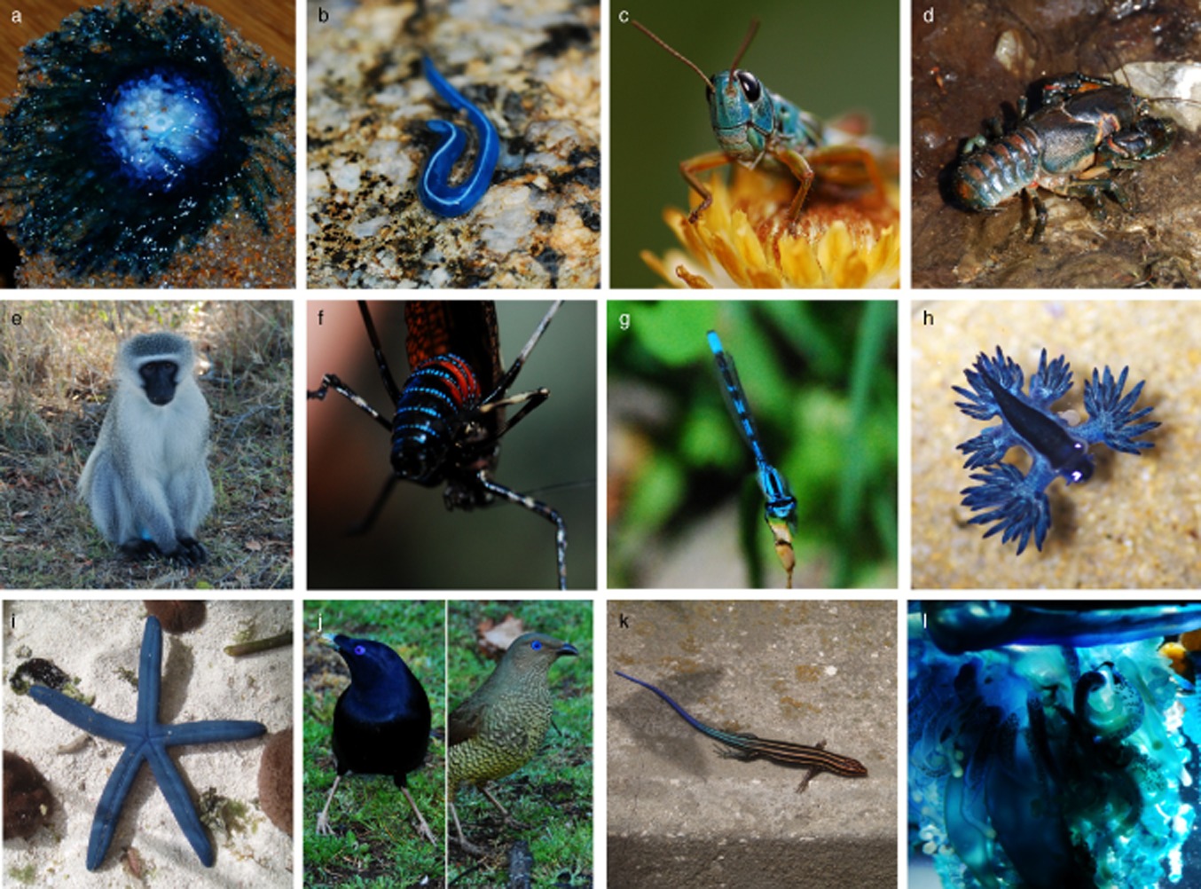 Examples of blue colouration in animals, Umbers K., 2012
