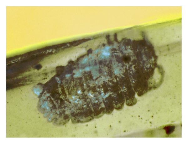  Un isopode terrestre de teinte bleutée dans l'ambre du Myanmar du Crétacé précoce qui pourrait être infecté par le virus iridescent des isopodes.