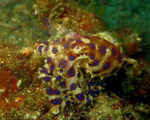 "Blue-ringed Octopus" by Stephen Childs