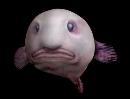 Reconstitution artistique d'un Blobfish de face