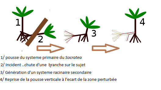 marche du palmier marcheur