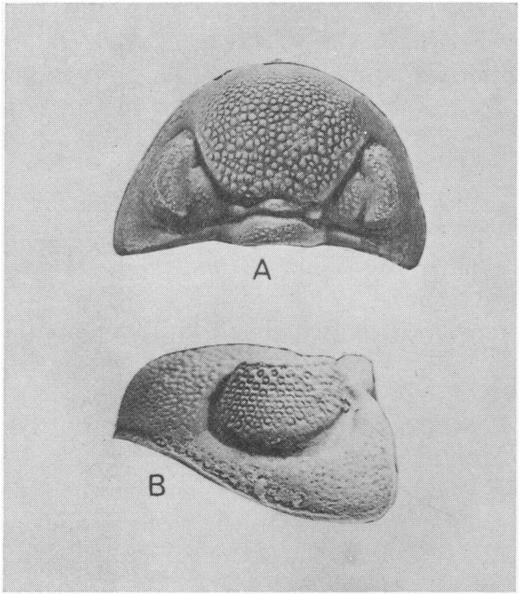 Phacops rana crassituberculata an vue dorsale (A) et latérale (B) pour révéler les ranger de lentilles, Eldredge 1971