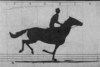 Animation "Le cheval en mouvement" de Muybridge. « Sallie Gardner », propriété de Leland Stanford ; montée par G. Domm, courant à une allure de 1,40 sur la piste de Palo Alto, le 19 juin 1878.