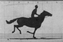 Animation "Le cheval en mouvement" de Muybridge. « Sallie Gardner », propriété de Leland Stanford ; montée par G. Domm, courant à une allure de 1,40 sur la piste de Palo Alto, le 19 juin 1878.