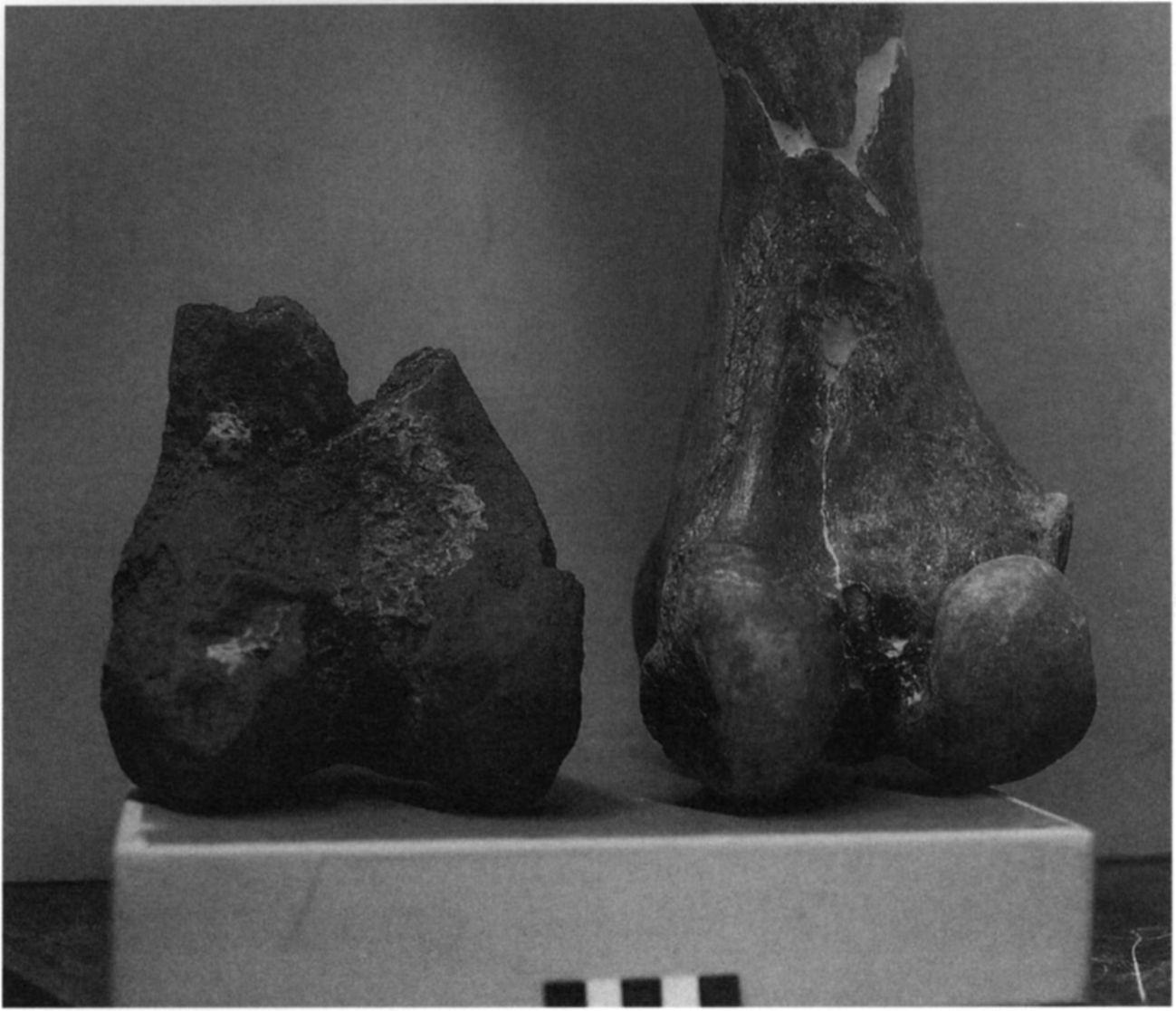 Figure4.12 - Adrienne Mayor Figure4.12 - Adrienne Mayor