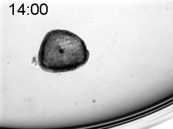 Régénération d'une hydre passée au blender Régénération d'une hydre passée au blender