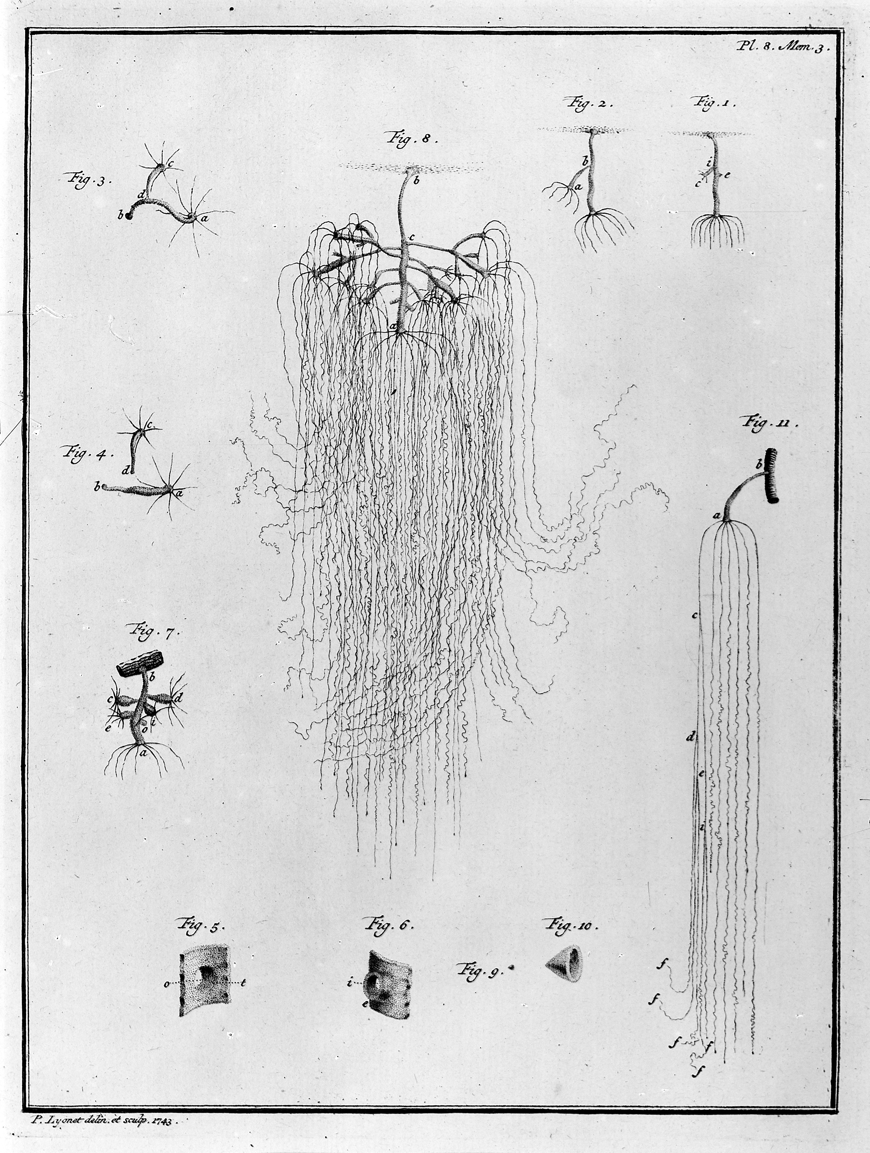 M0010804 The Polype.