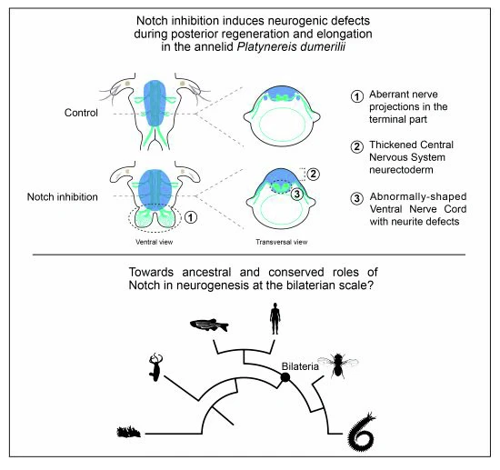 Résumé graphique de notre étude parue dans EMBO Reports