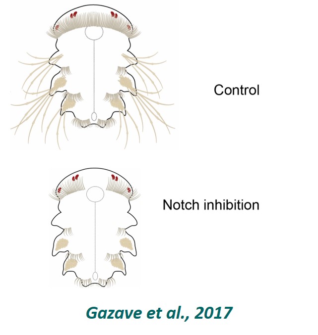 Résumé graphique de l'étude d'Eve Gazave en 2017