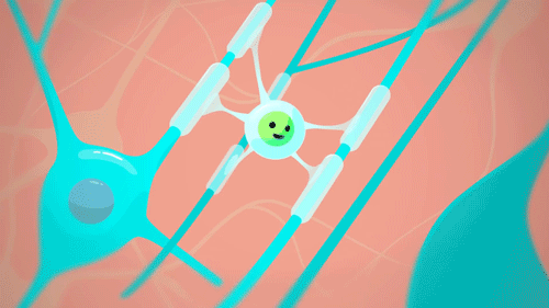 Oligodendrocyte, via crashcourse