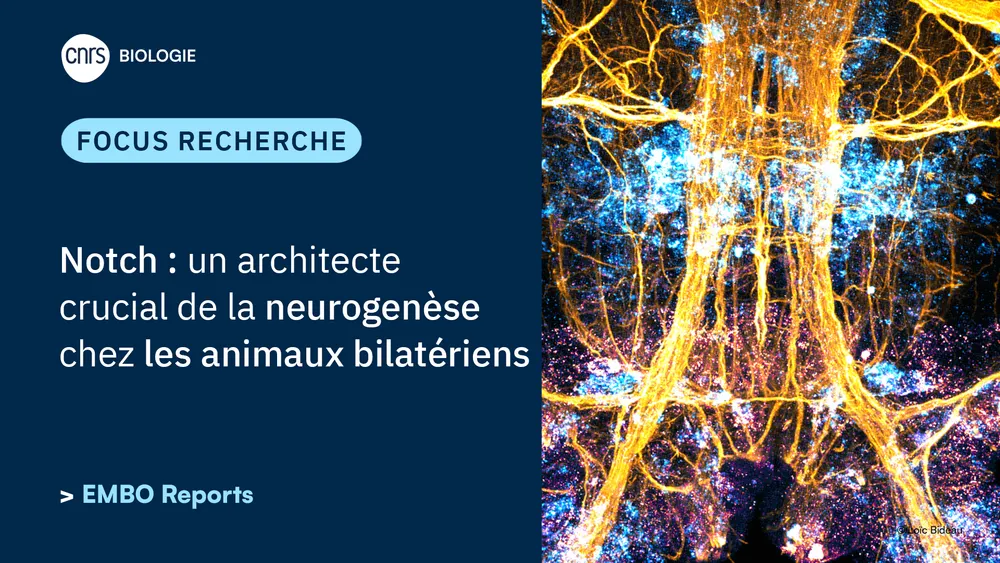 Notch : un architecte crucial de la neurogenèse chez les animaux bilatériens