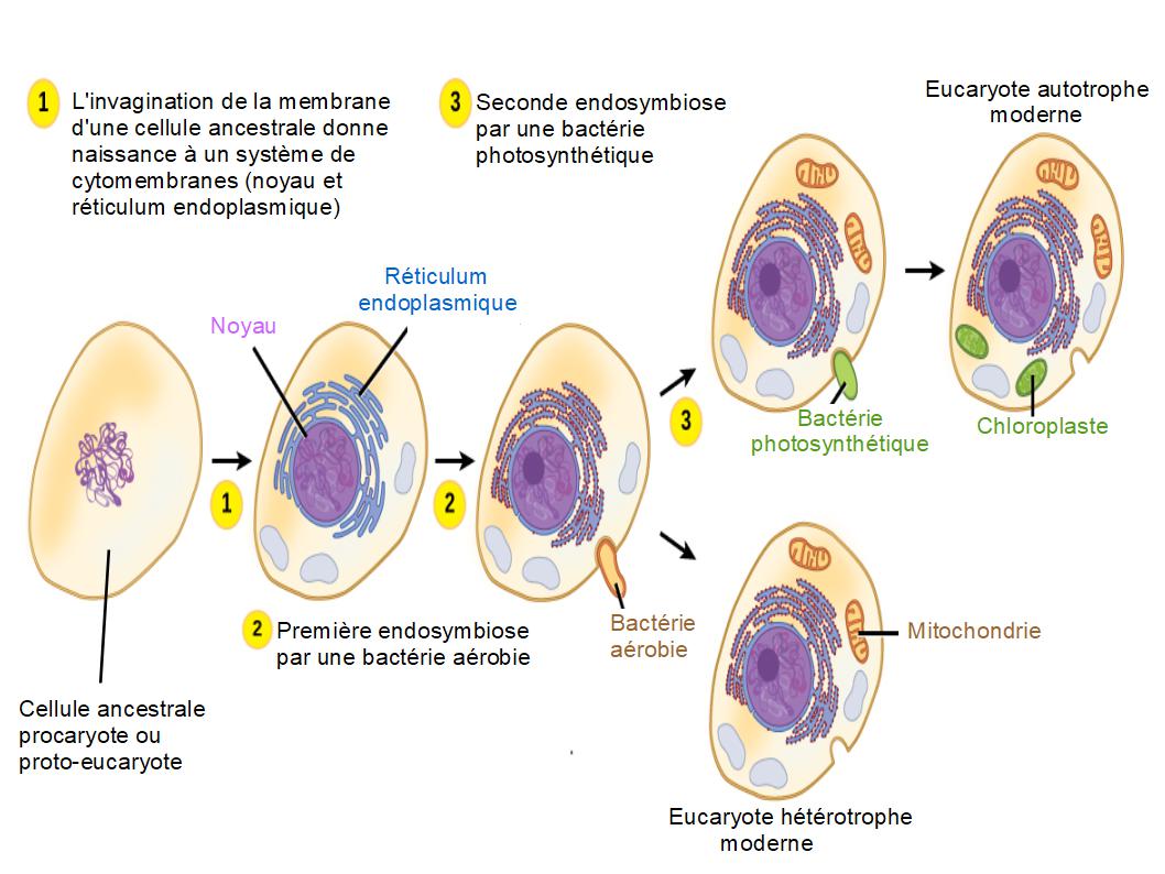 Théorie Endosymbiotique