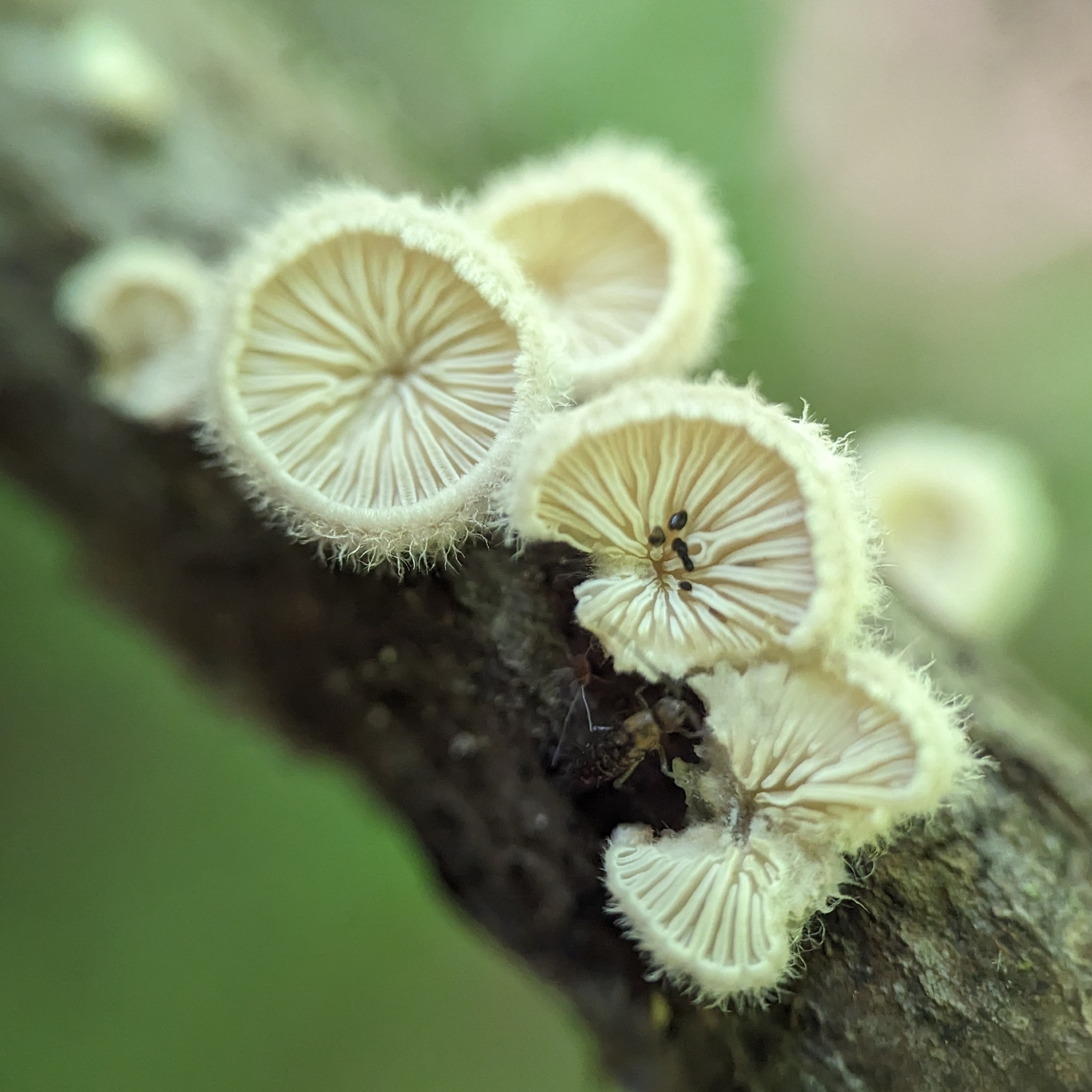 Schizophyllum commune