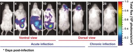 Localisation de parasites artificiellement luminescents chez des rats infectés
