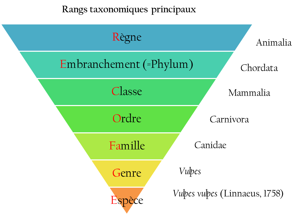 Les rangs taxonomiques pour la classification classique des êtres vivants (exemple avec le renard roux : Vulpes vulpes, Lisa Chauvin Les rangs taxonomiques pour la classification classique des êtres vivants (exemple avec le renard roux : Vulpes vulpes, Lisa Chauvin