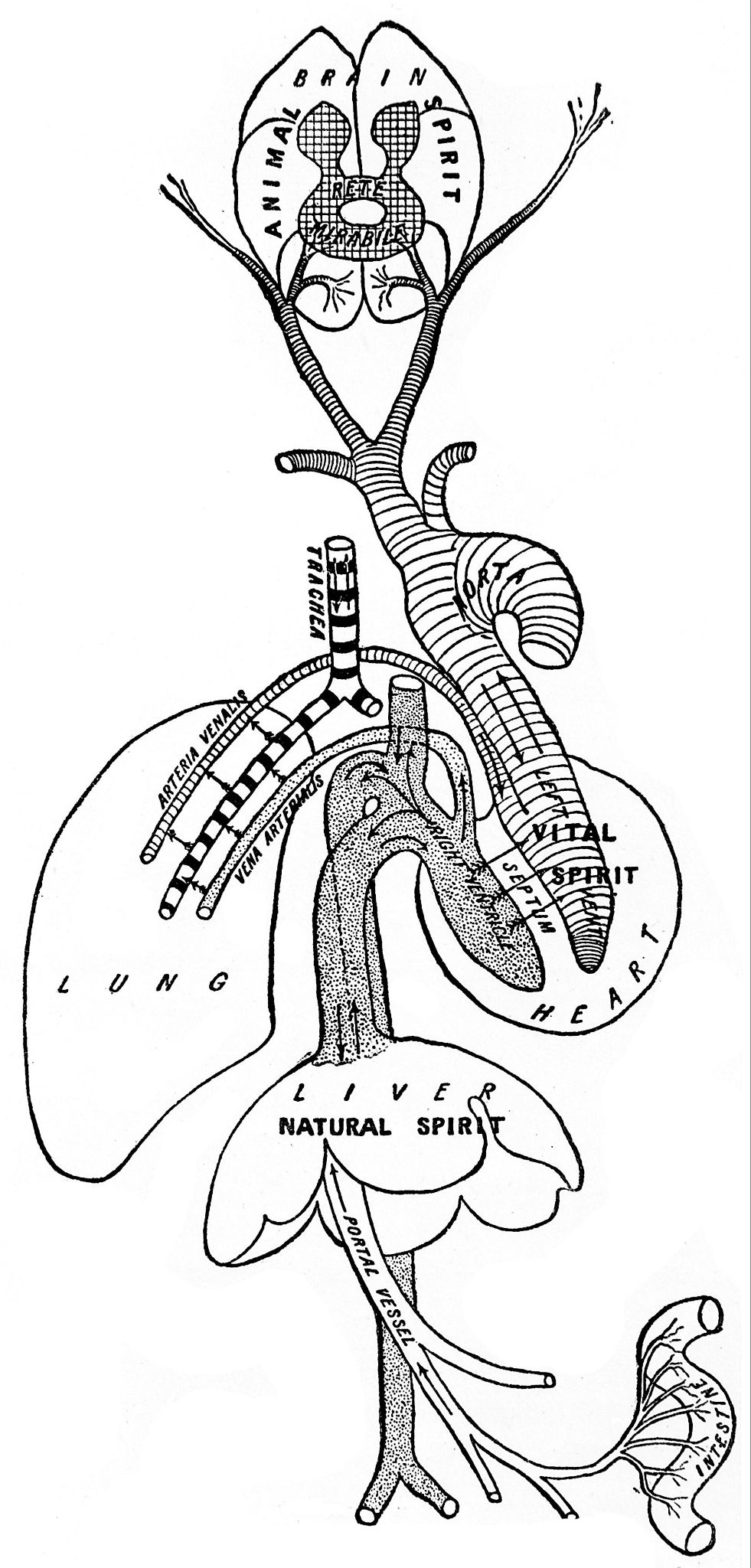 Schéma du pneuma psychique