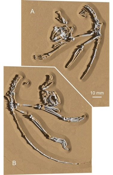 Une reconstruction 3D du squelette. Copyright Nature publishing group.