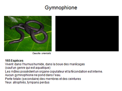 Gymnophione