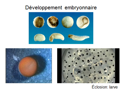 Développpement embryonnaire