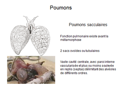Poumons