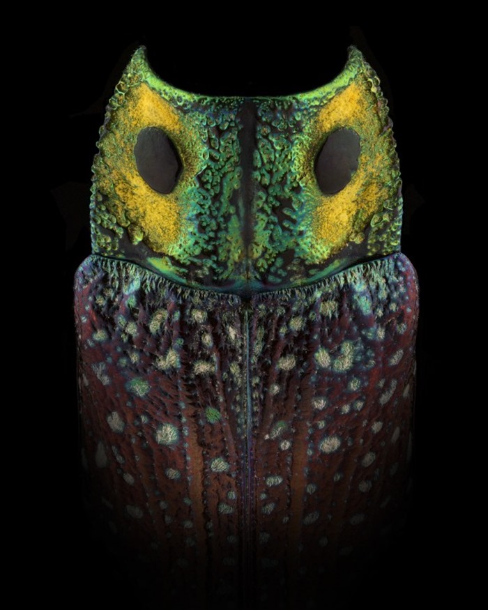 Lampropepla rothschildi, Madagascar, Pascal Goet