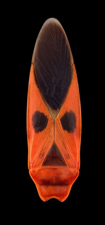 Macroceroea grandis, Thailand, Pascal Goet