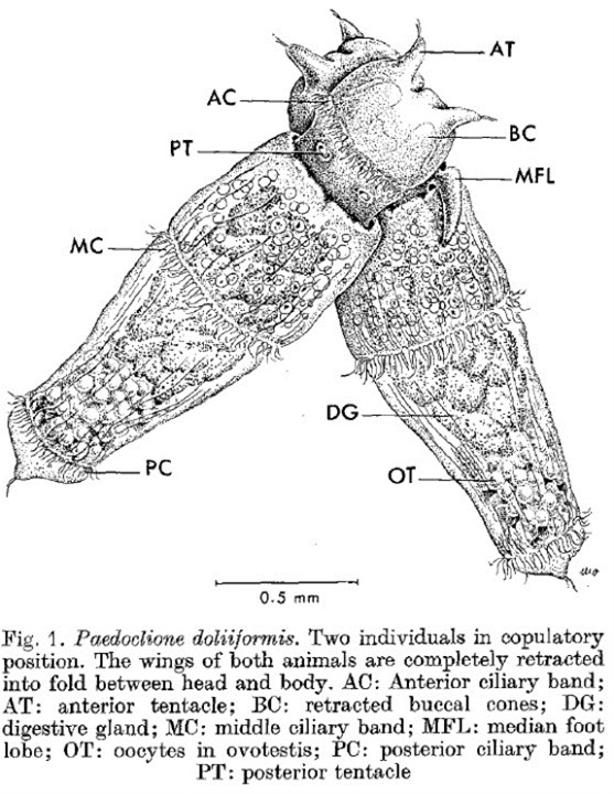 Position copulatoire de Paedoclione doliiformis, Lalli & Conover, 1973 
