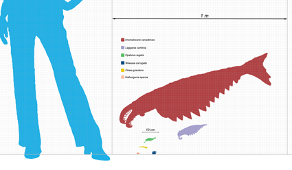Comparaison de taille de spécimens de la faune de Burgess Shale et un Homo Sapiens femelle