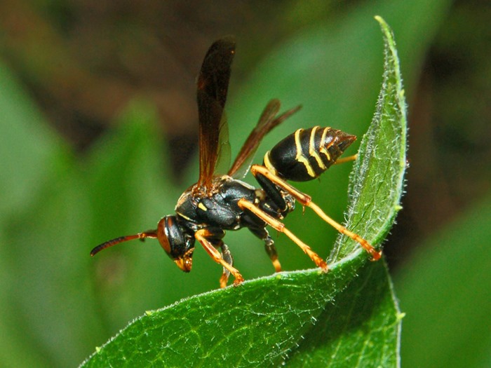 Polistes fuscatus, By Hectonichus