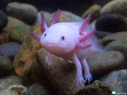 Axolotl, Ambystoma mexicanum