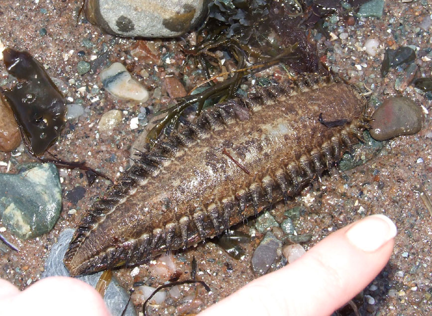 Морская мышь. Кольчатый червь Афродита. Морская мышь Афродита. Личинка морской мыши. Червь морская мышь маленький.