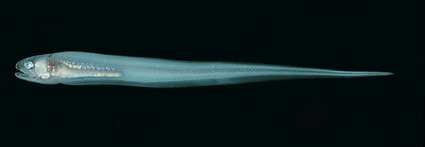 Encheliophis homei, Randall, J.E.