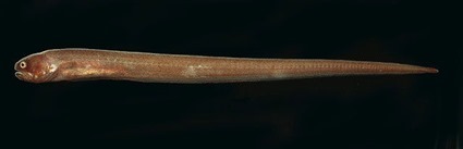 Carapus boraborensis, Randall, J.E.