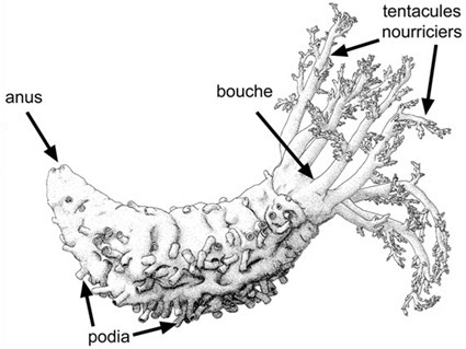 Anatomie d'une Holothurie