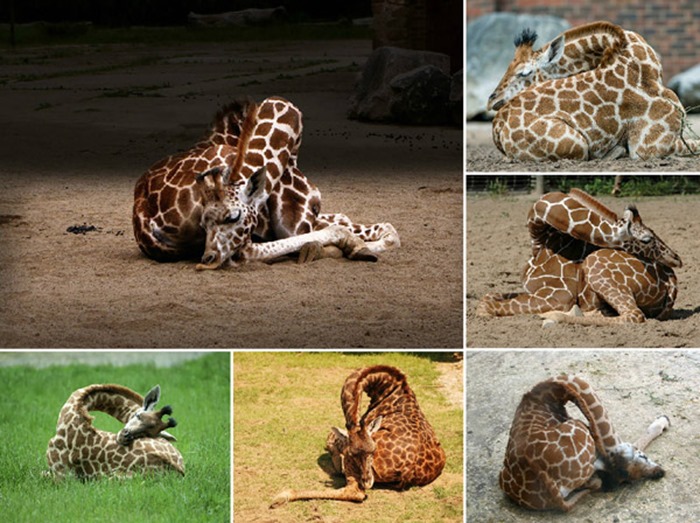 Girafes qui dorment