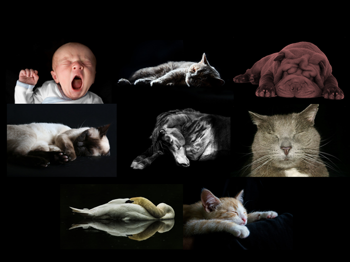 Histoires d'animaux à dormir debout