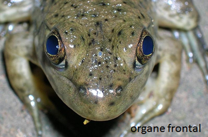 Organe Frontal des amphibiens