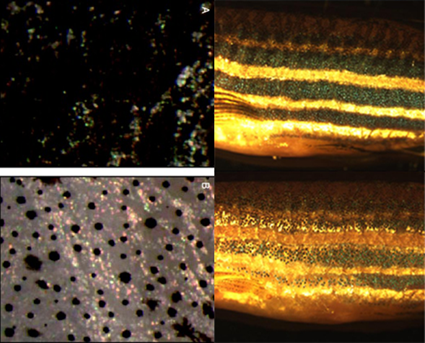 Variation circadienne de la pigmentationdes poissons zèbres
