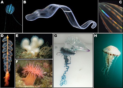 Exemple de Cnidaires et Cténophores