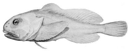 Reconstitution artistique d'un Blobfish de profil