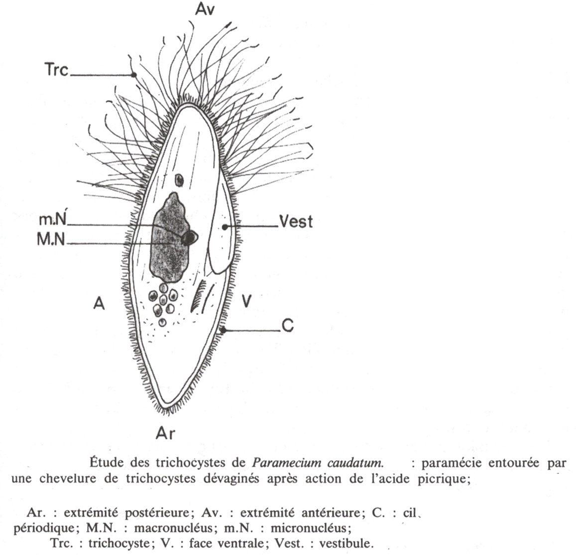  Eucaryotes Et Caetera Si Vis Veto Paramecium Strange Stuff And 