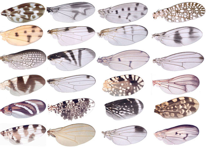 Différentes ailes de mouches Acalyptratae, Nicolas Gompel
