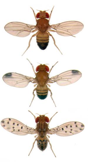 Drosophila melanogaster Drosophila biarmipes Drosophila guttifera, Nicolas Gompel