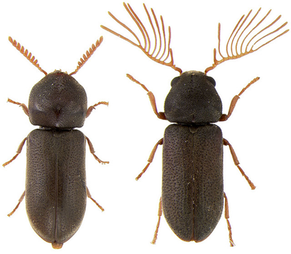 Ptilinus sp., femelle à gauche, mâle à droite, Nicolas Gompel