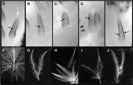 L'expression de Shh et Bmp2 préfigure les variations morphologiques des plumes du duvet de poussin