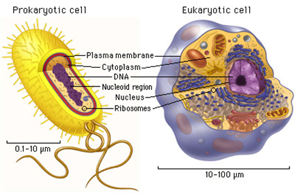 Procaryote (à gauche) et Eucacaryote (à droite)