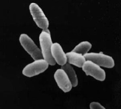 Halobacteria sp. vu au Microscope Electronique à Balayage