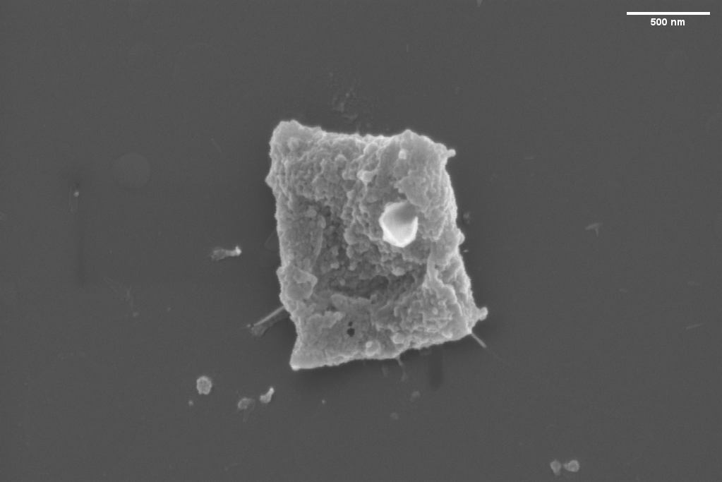 SEM image of Haloquadratum walsbyi (Haloferacaceae), like Haloarcula (Haloarculaceae) a member of the archaeal order Halobacteriales. Taken as part of the 2023 physiology course at Woods Hole, Mass., USA. Taken by Joseph Lannan and Sameer Thukral. SEM image of Haloquadratum walsbyi (Haloferacaceae), like Haloarcula (Haloarculaceae) a member of the archaeal order Halobacteriales. Taken as part of the 2023 physiology course at Woods Hole, Mass., USA. Taken by Joseph Lannan and Sameer Thukral.