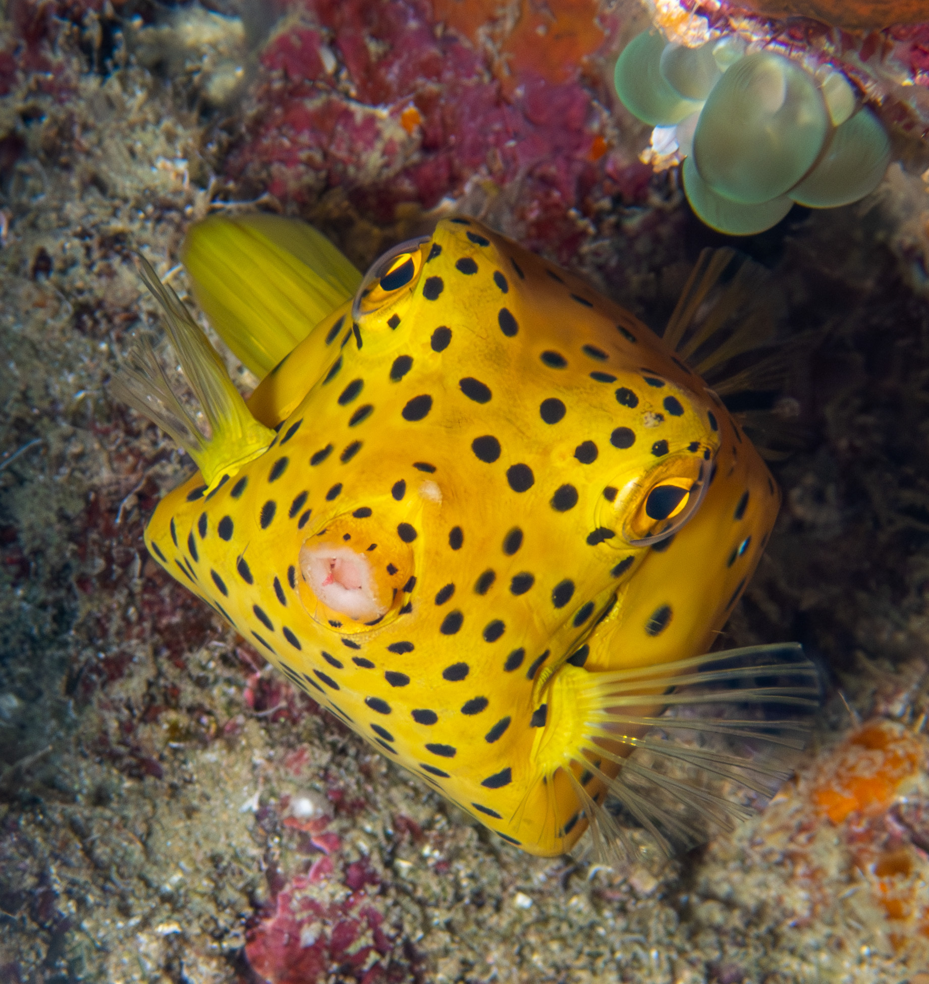 Ostracion cubicum © portioid Ostracion cubicum © portioid