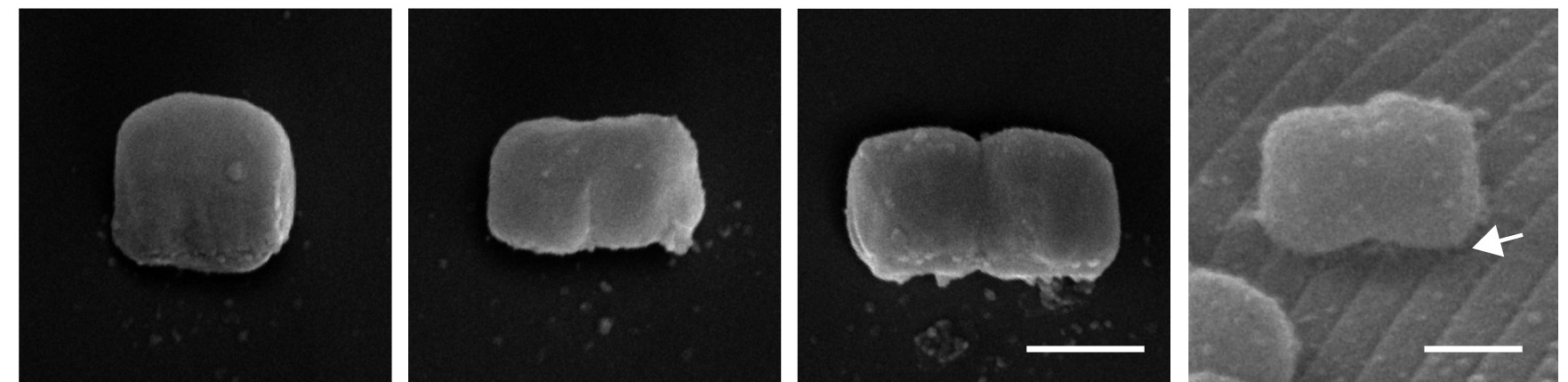 Candidatus Thiosymbion cuboideus Candidatus Thiosymbion cuboideus